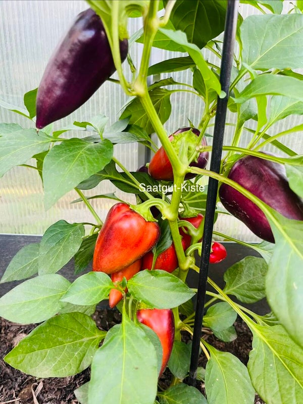 Paprika Violet Sparkle