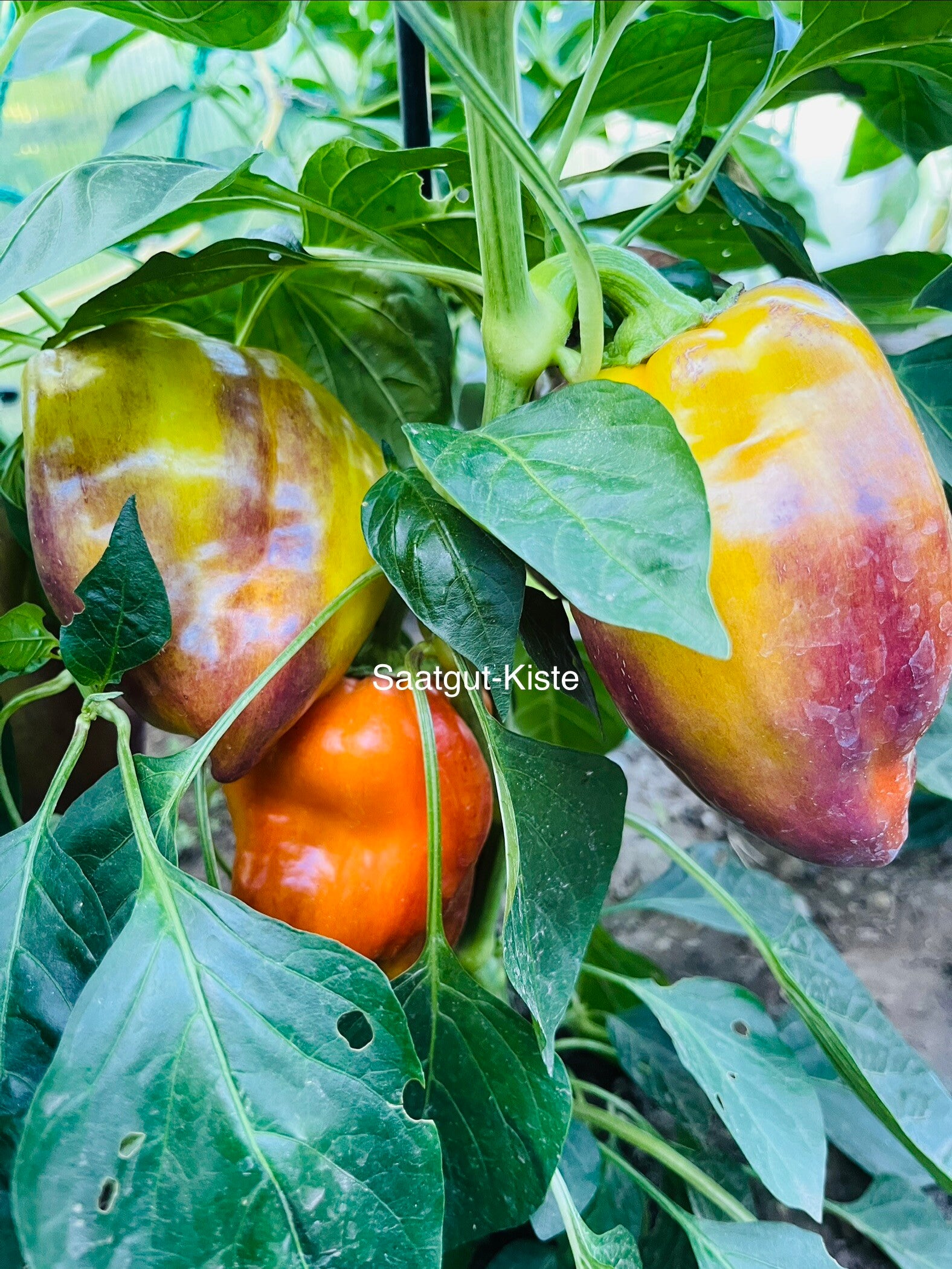 Paprika Blot