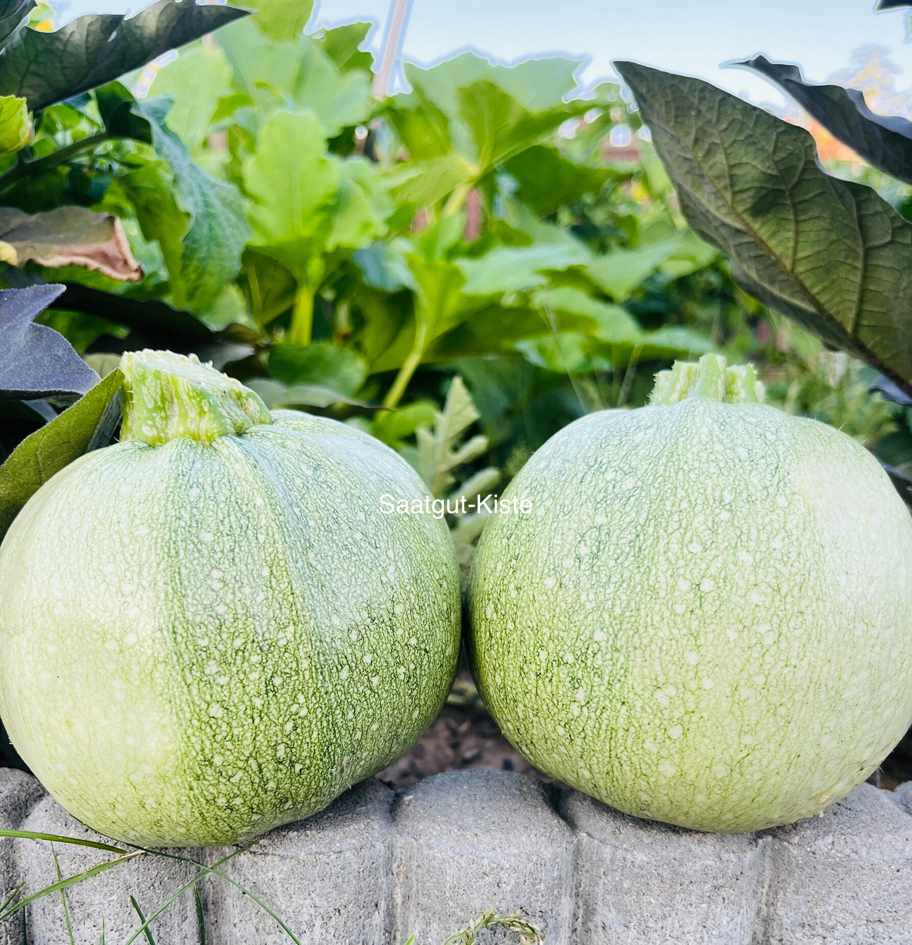 Zucchini Tondo Chiaro di Nizza