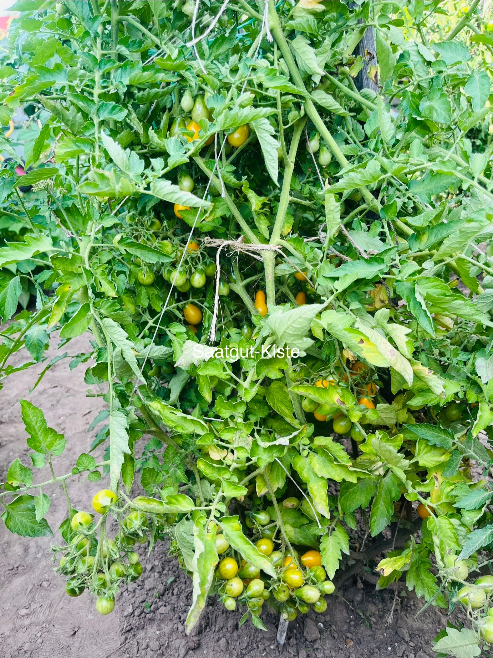Tomate Slivowdinij (Massenträger)
