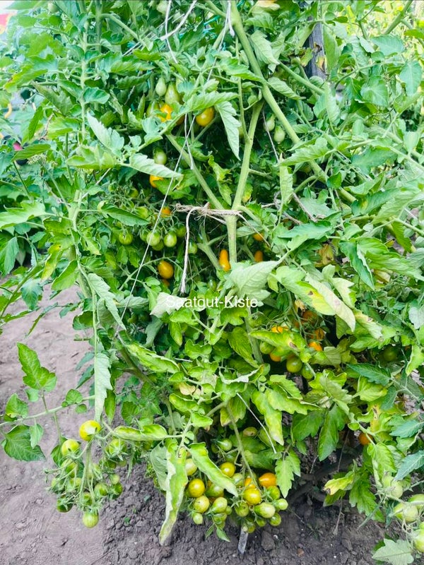 Tomate Slivowdinij (Massenträger)