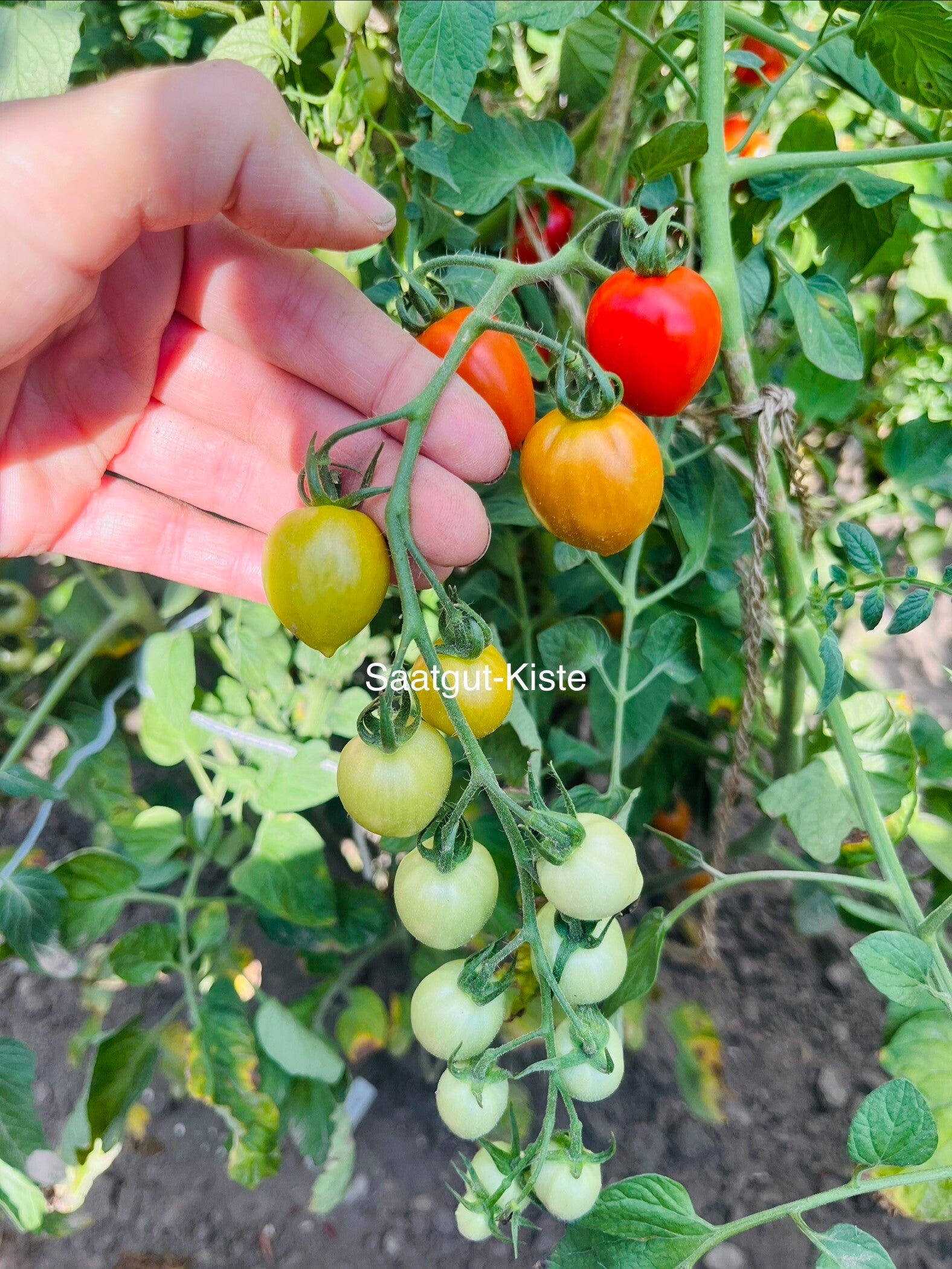 Tomate Gardeners Sweetheart