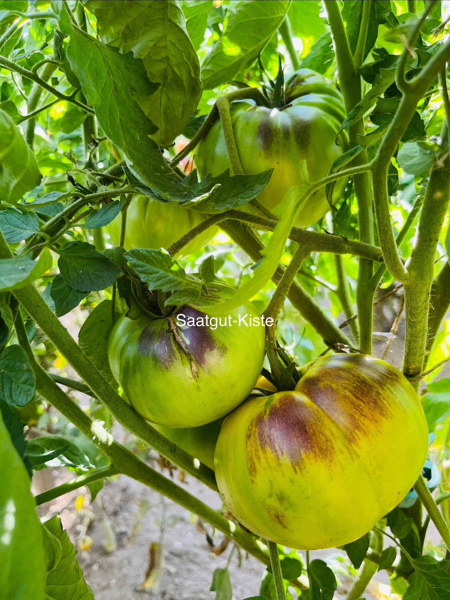 Tomate Afternoon Delight