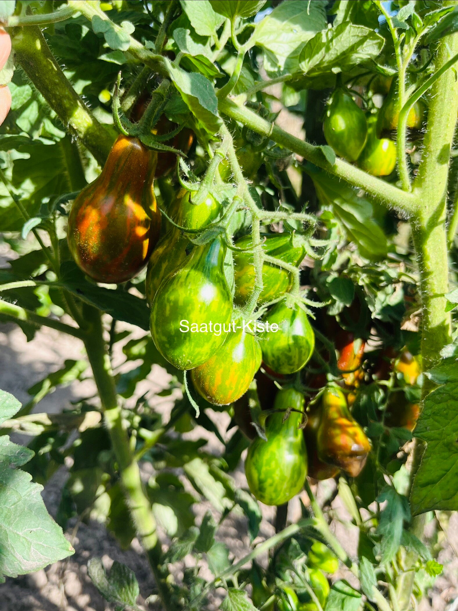Tomate Off Keyes