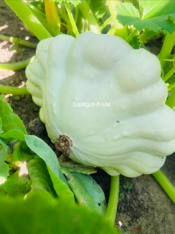 Zucchini Custard White
