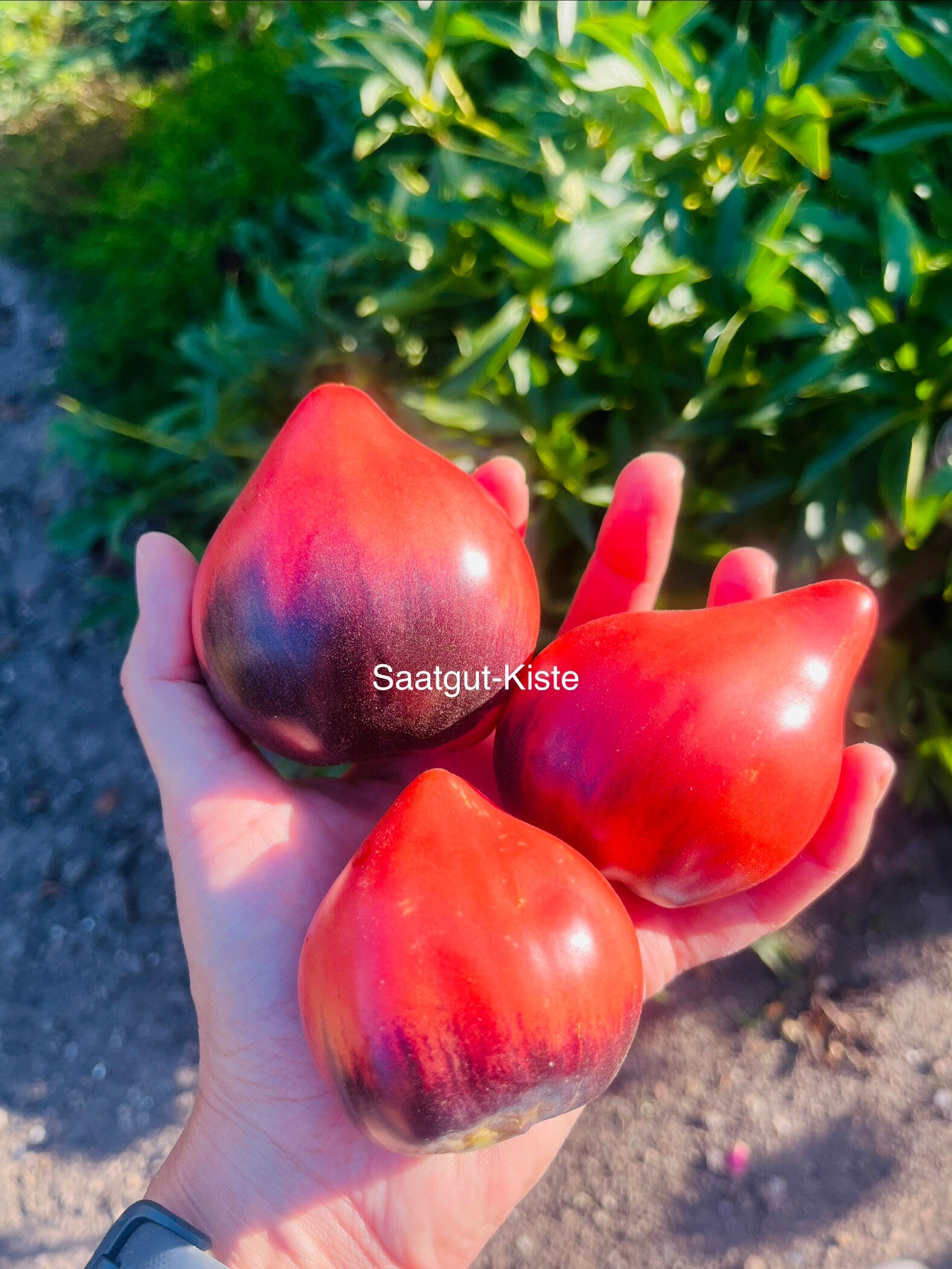 Tomate Kas 21