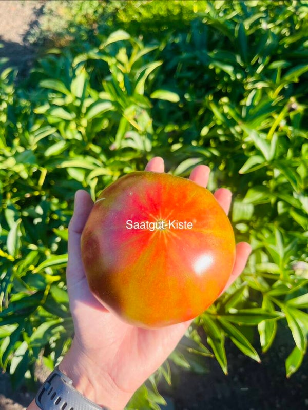 Tomate Almatinskiy Tricolor