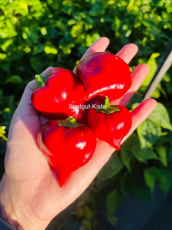 Paprika Zipfelmütze (freilandgeeignet)
