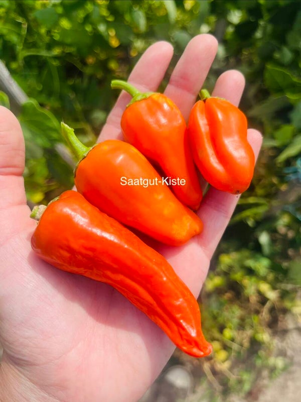 Paprika Pippins Golden Honey