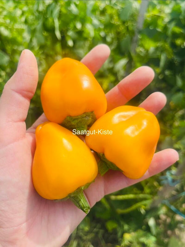 Paprika Jarik (freilandgeeignet)
