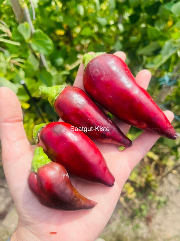 Paprika Jugo (freilandgeeignet)