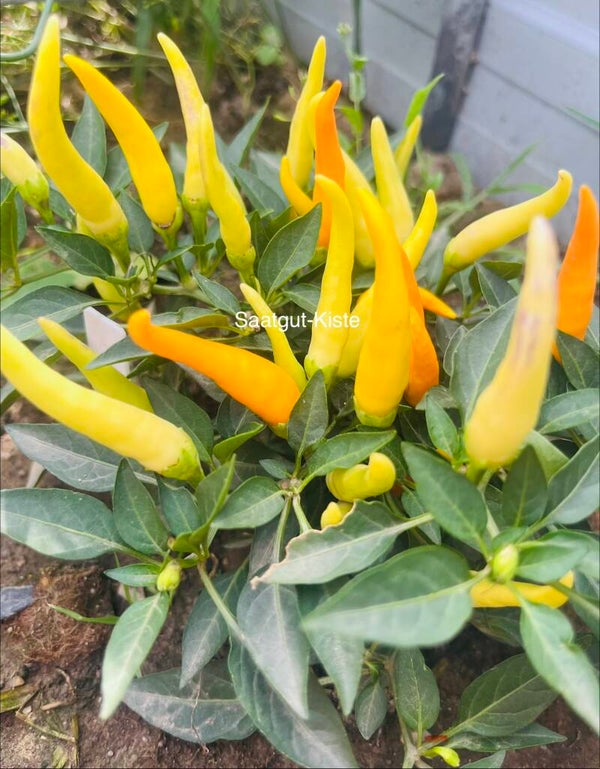 Paprika Medusa Orange (freilandgeeignet)