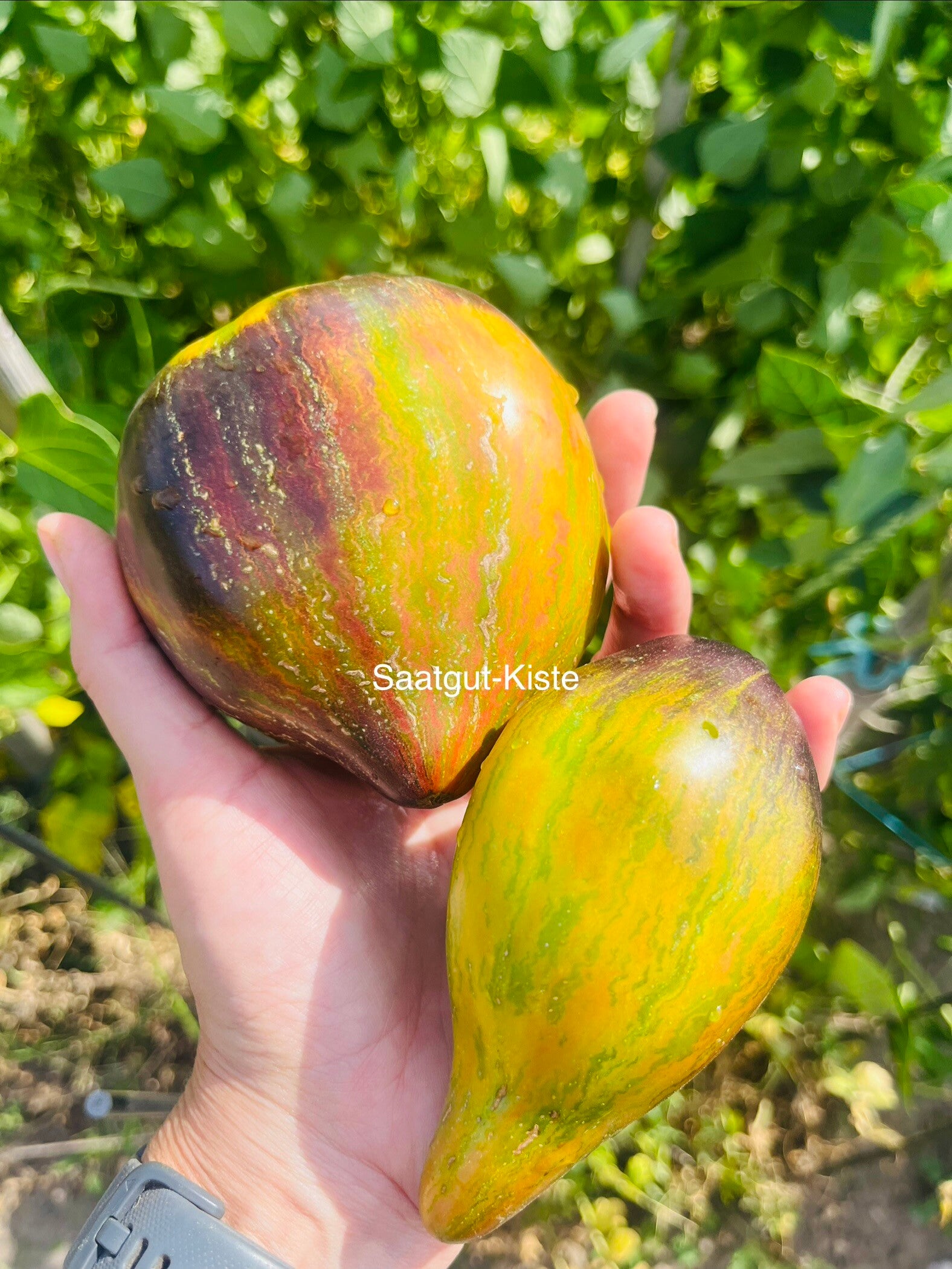 Tomate Baltic Chocolate