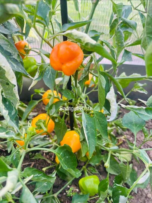 Paprika Cloe`s Flowers (panaschiert)
