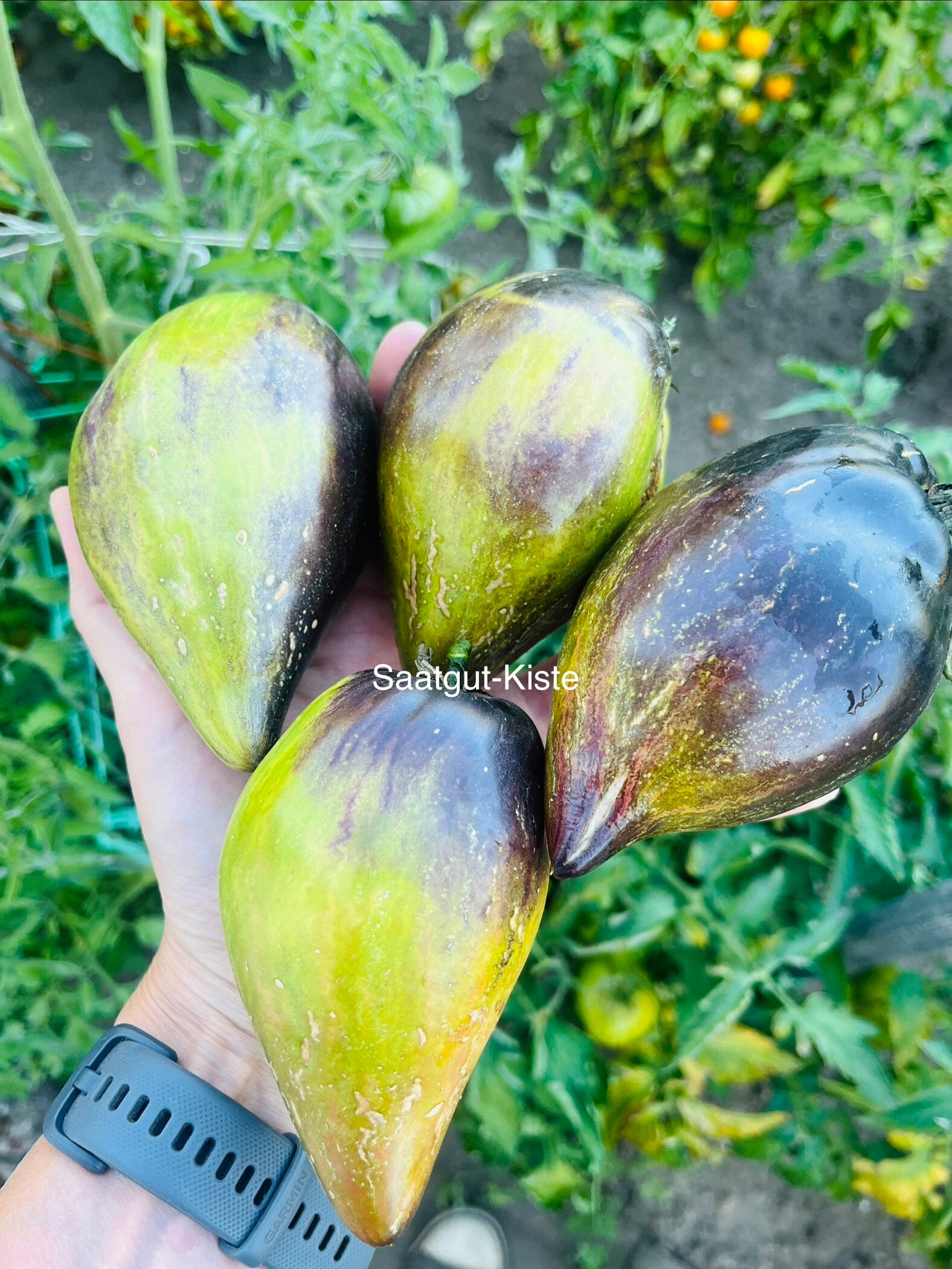 Tomate Emerald Brocade Bicolor