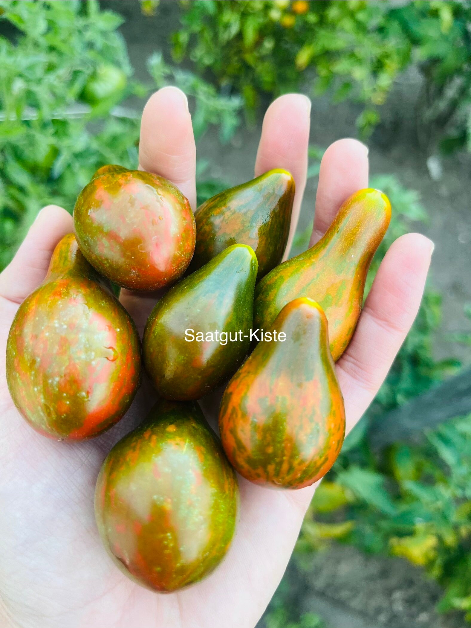 Tomate Superexotic
