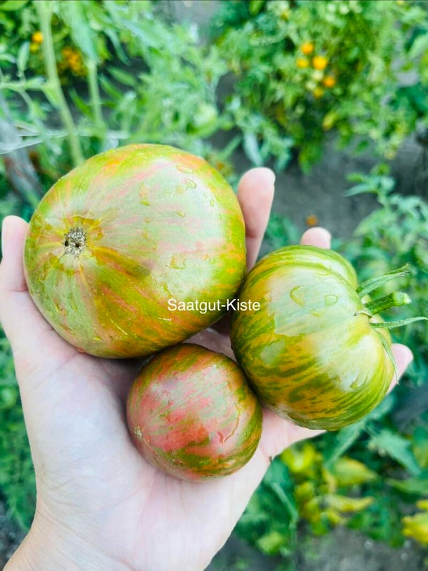 Tomate Ananas Zebra