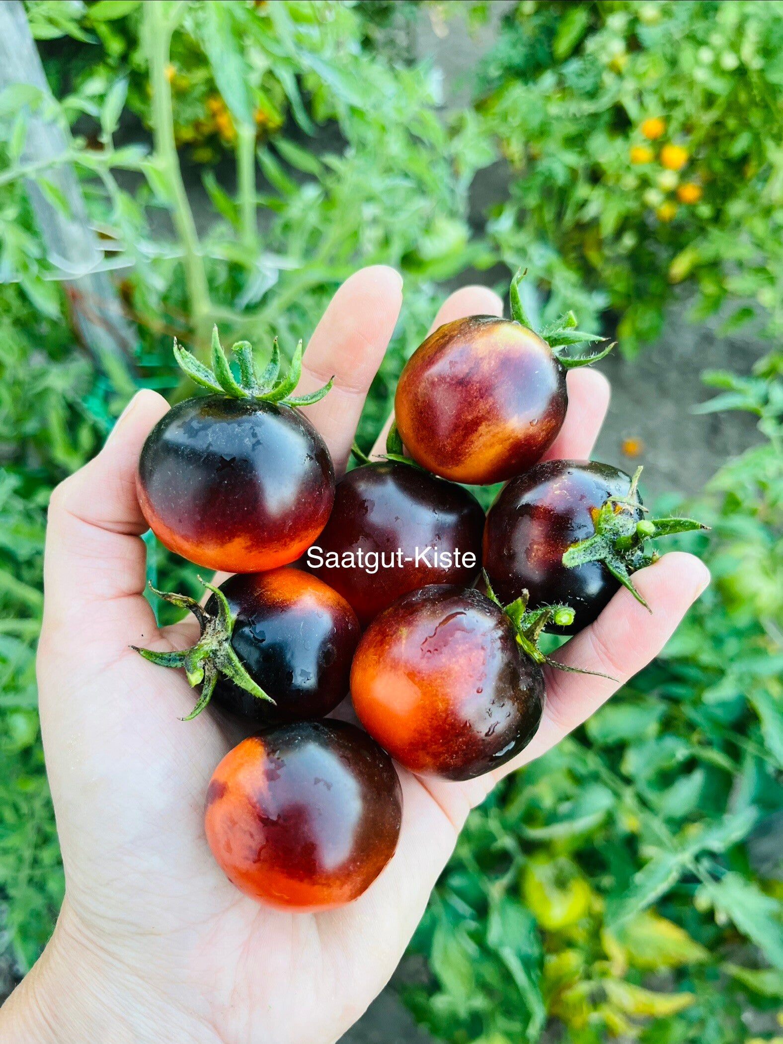 Tomate Glossy Rose Blue