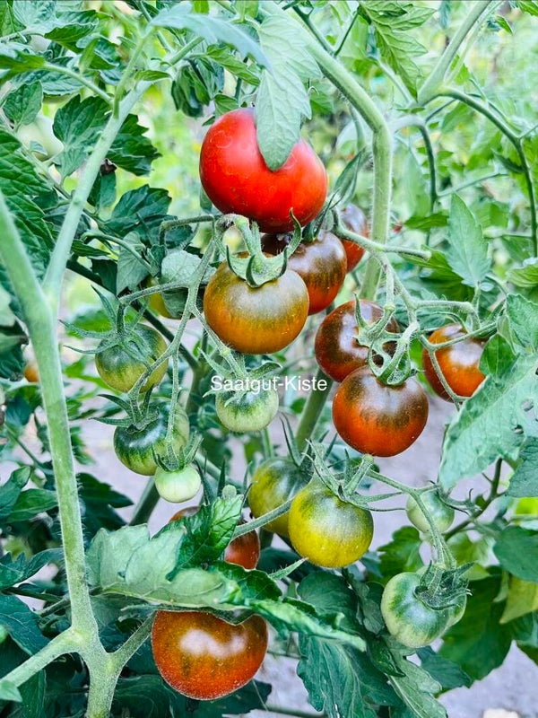 Tomate Copper Olive