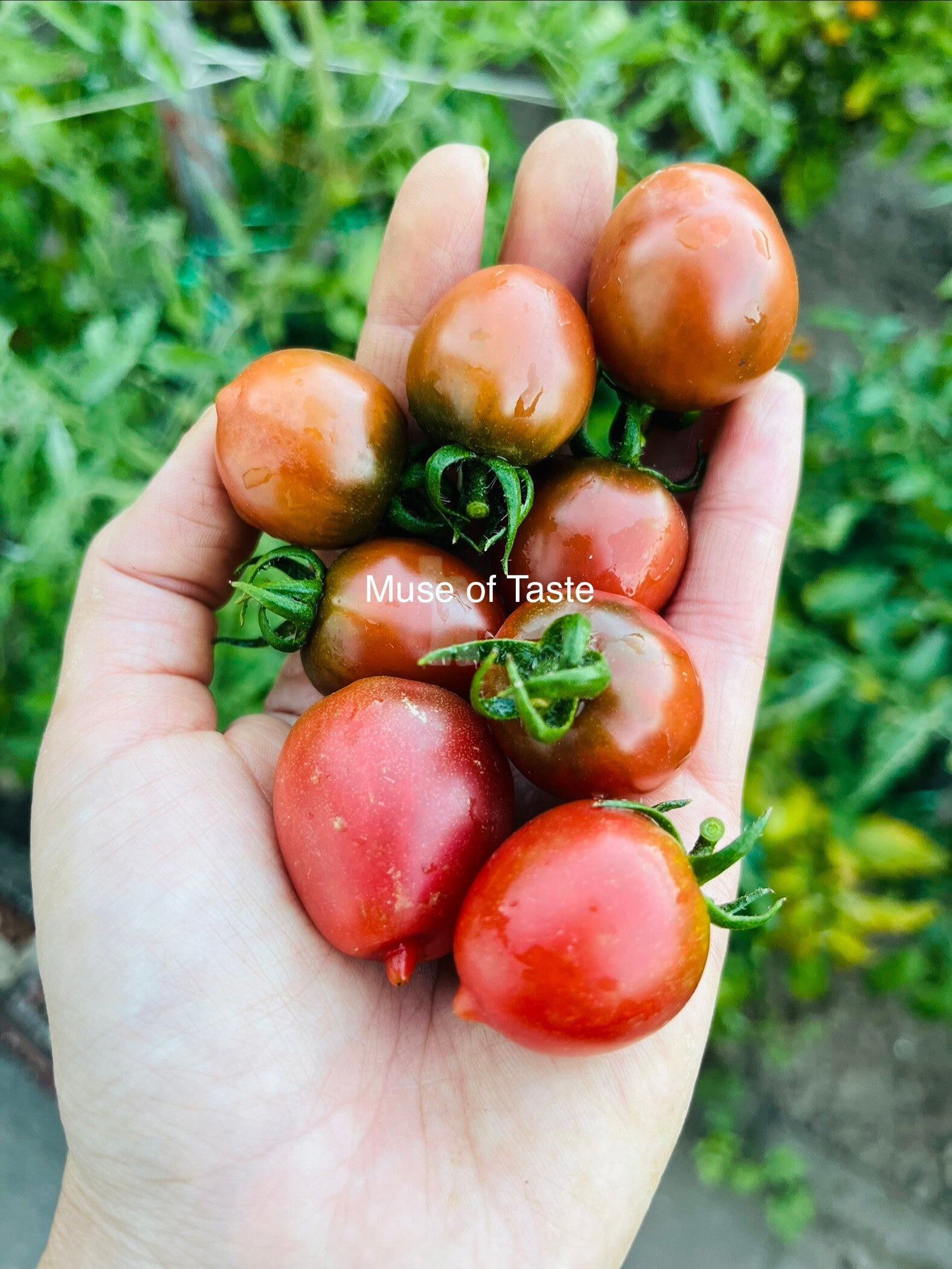 Tomate Muse of Taste