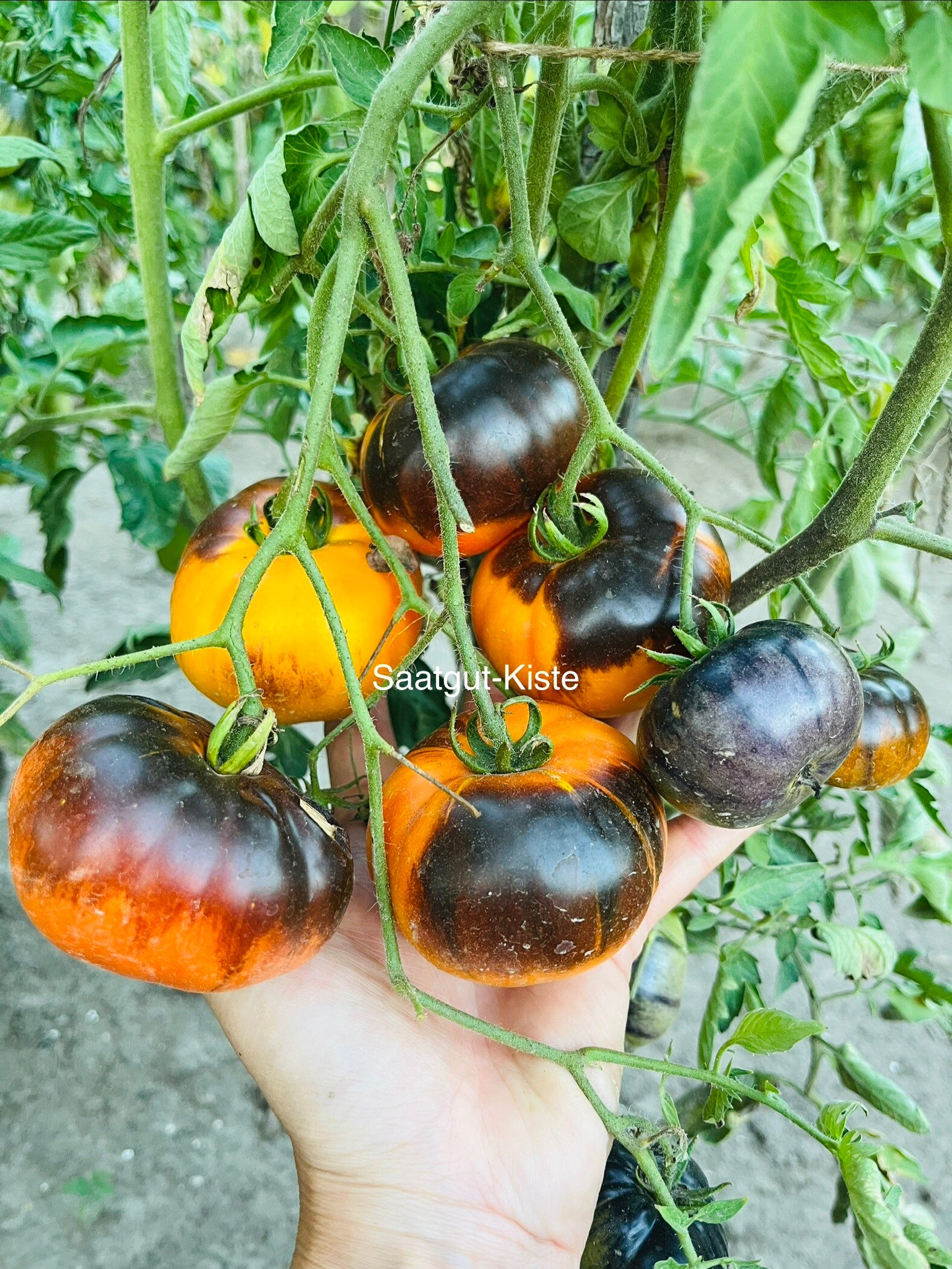 Tomate Ananas Bleu Lignee