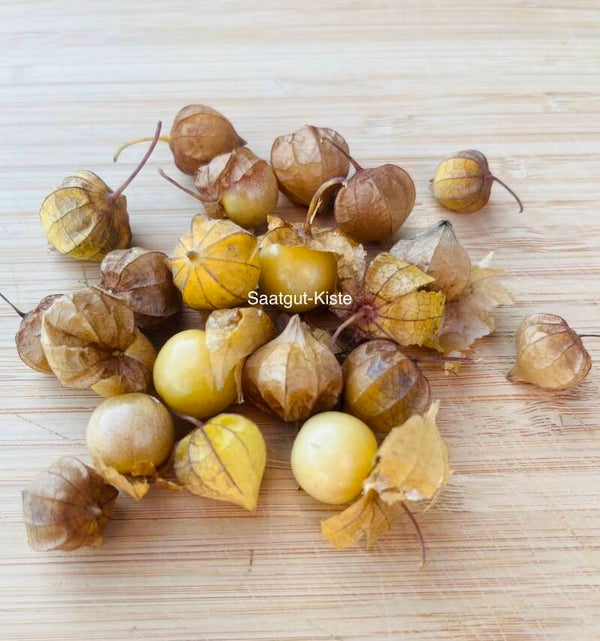 Physalis Sunberry