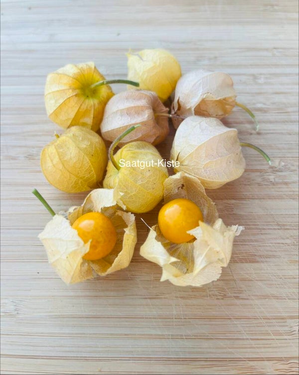Physalis Little Buddha