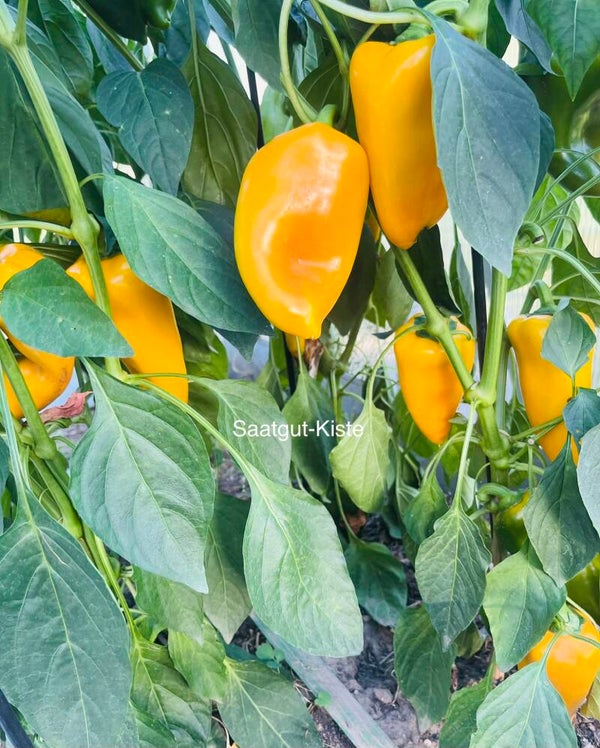 Paprika Elephant Ear Orange