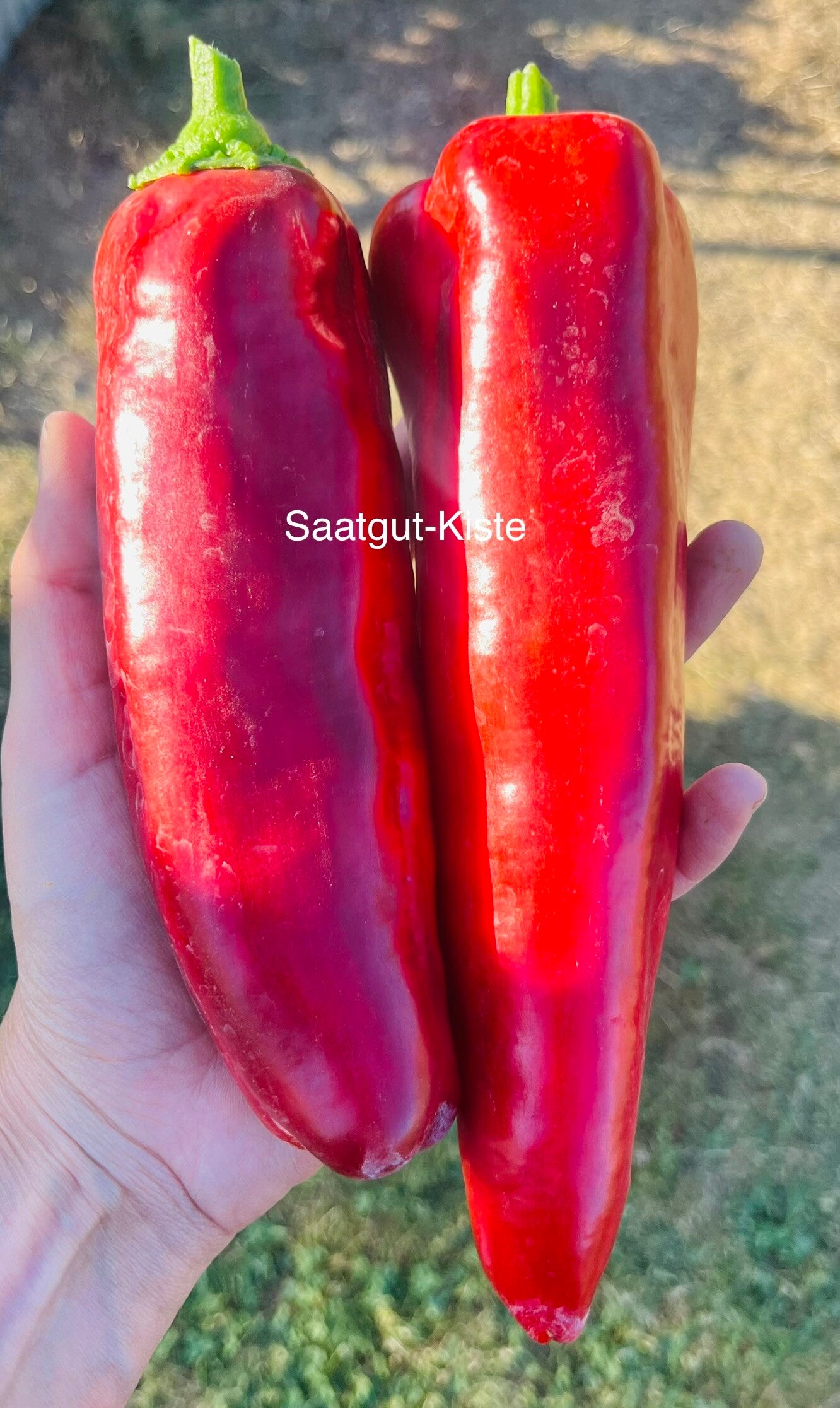 Paprika Buffalo Red