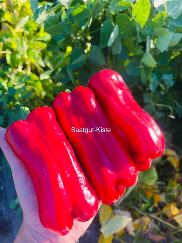 Paprika Chorizo Crystal