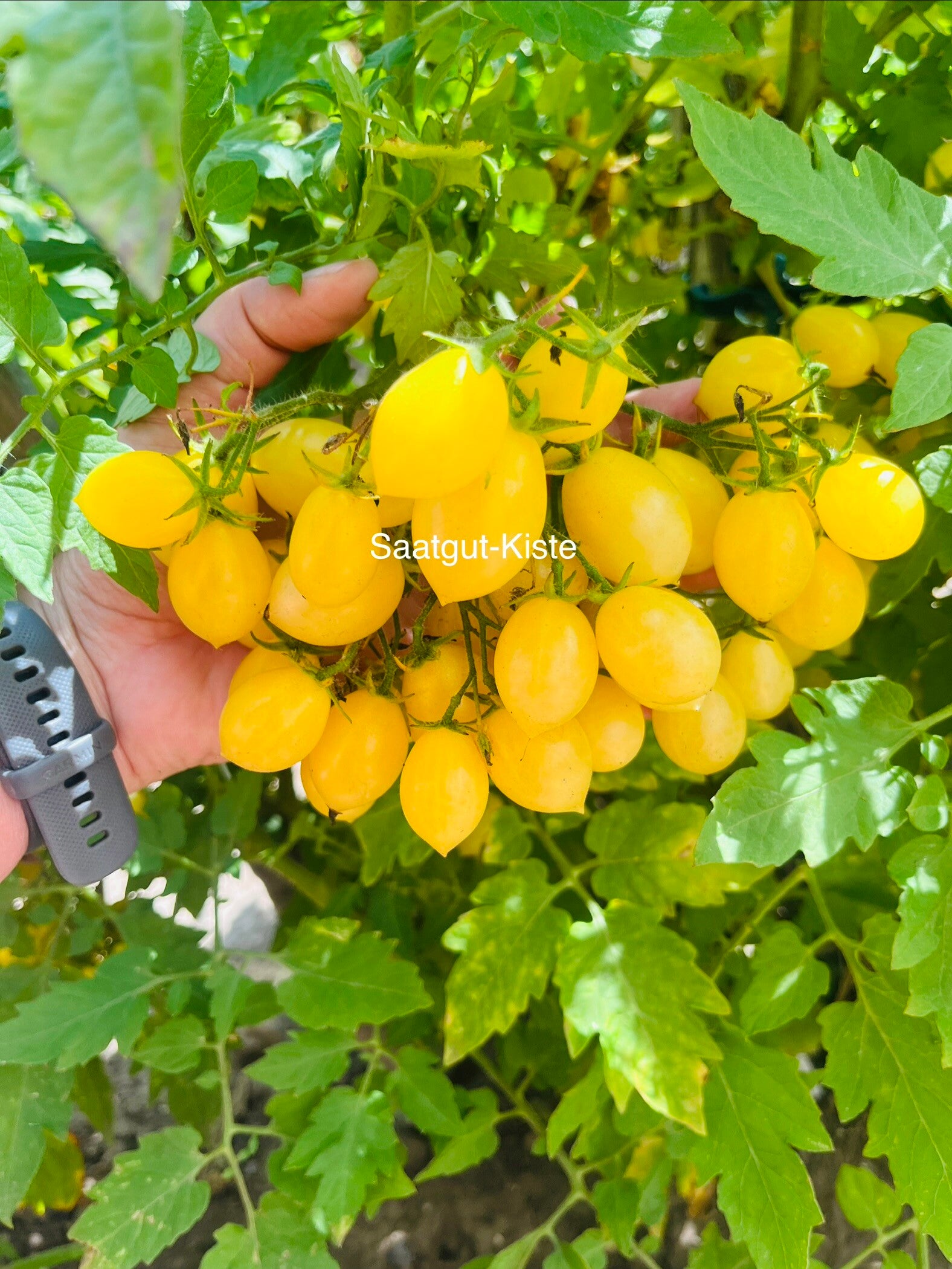 Tomate Barry`s Crazy Cherry( Massenträger)