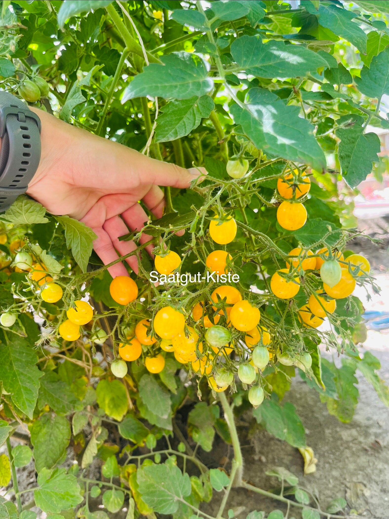 Tomate Millefleur (Massenträger)