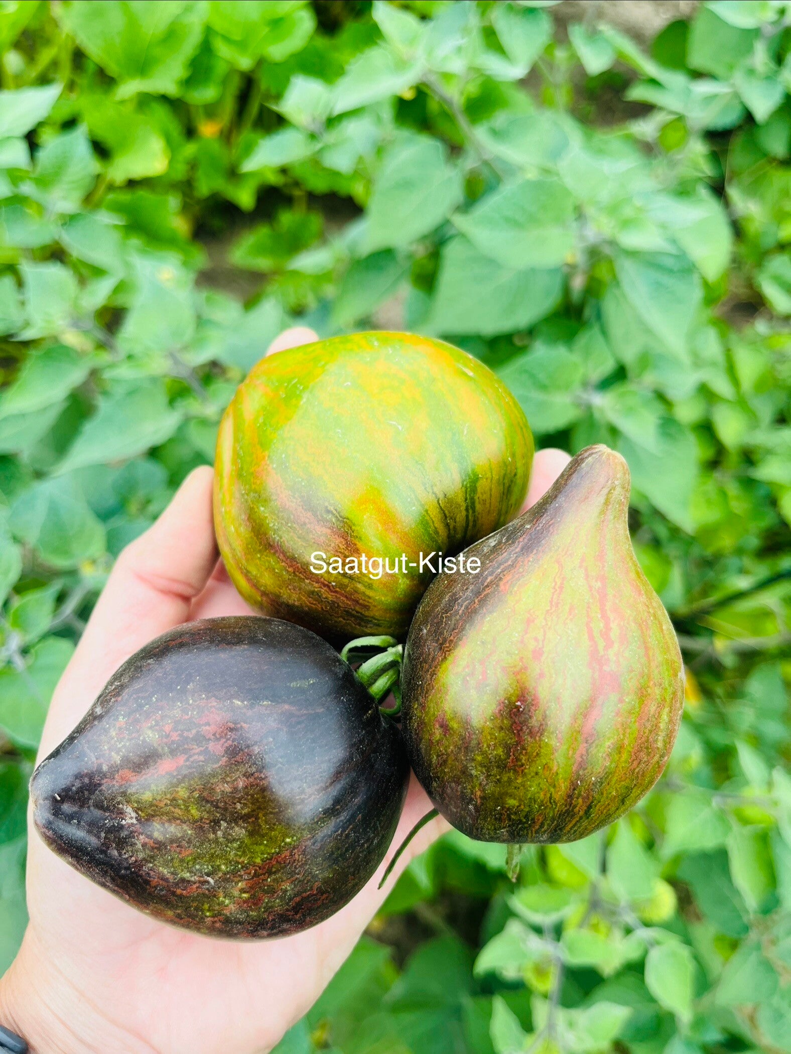 Tomate Elena`s Emerald Caramel