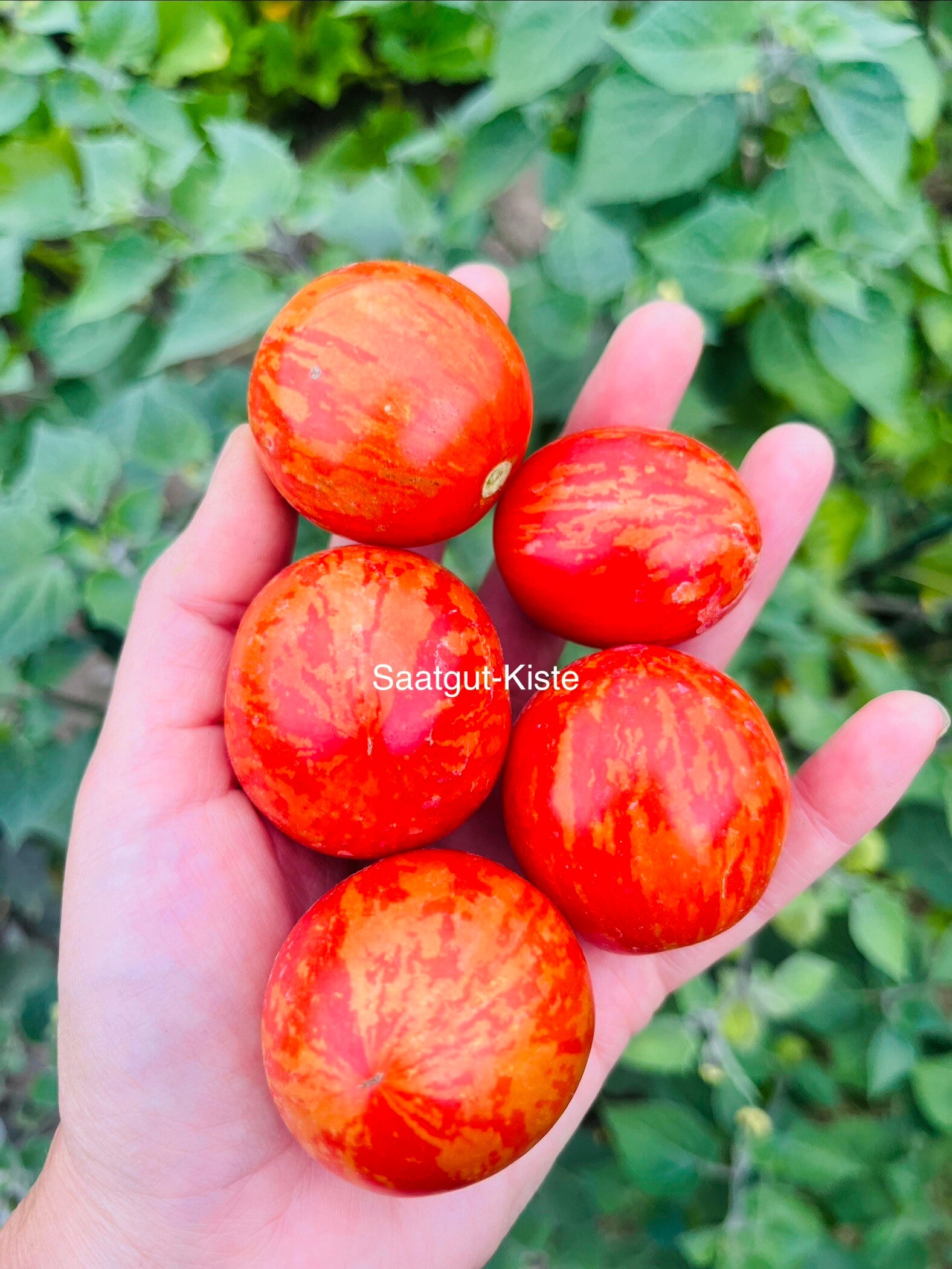 Tomate Bonte Tigret Micro Dwarf