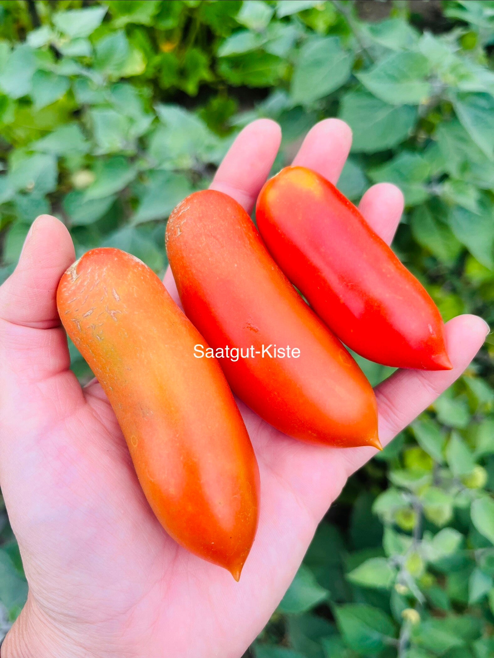 Tomate San Marzano