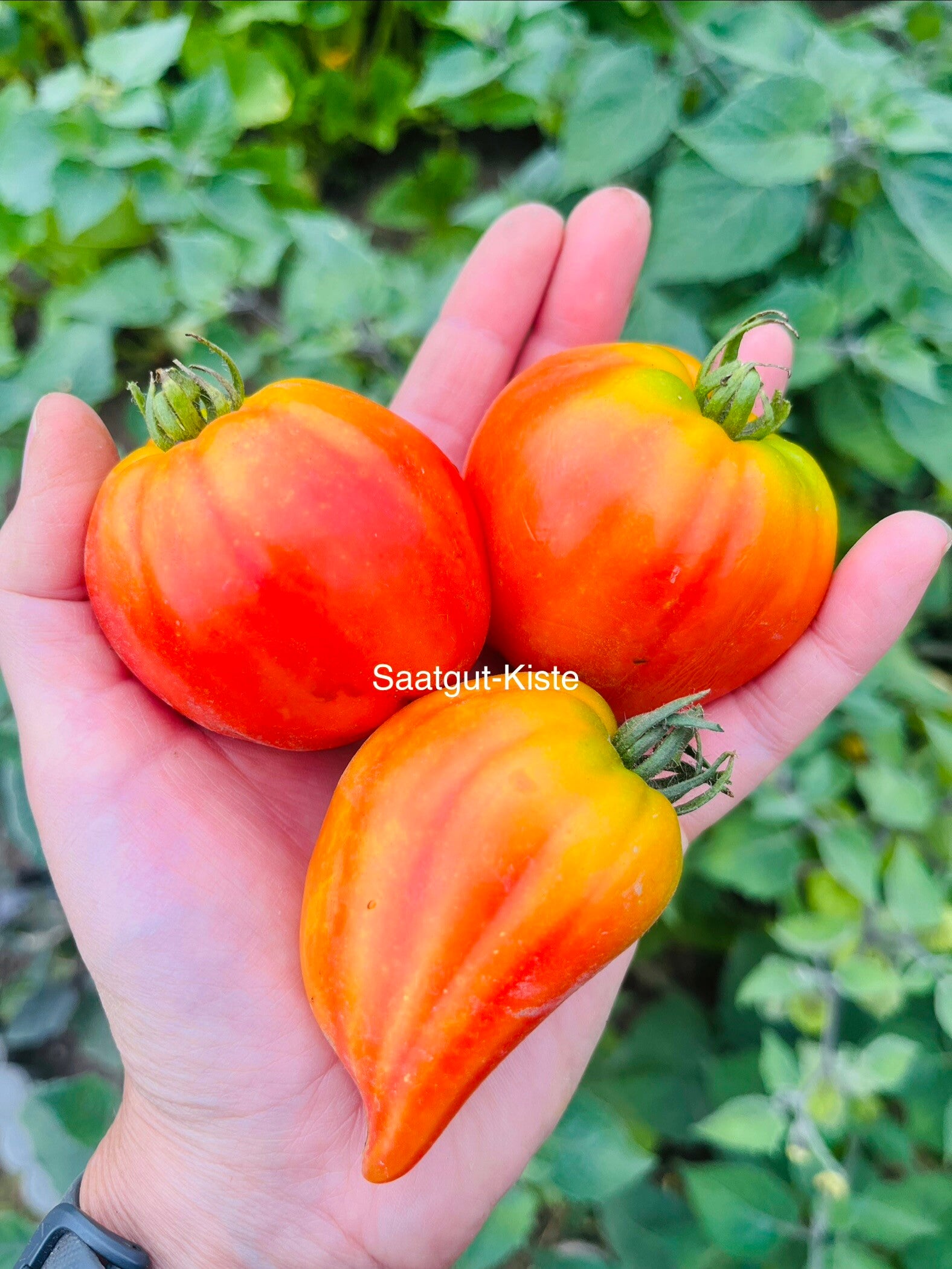 Tomate Esyk Crystal (Esykskij Kristall)