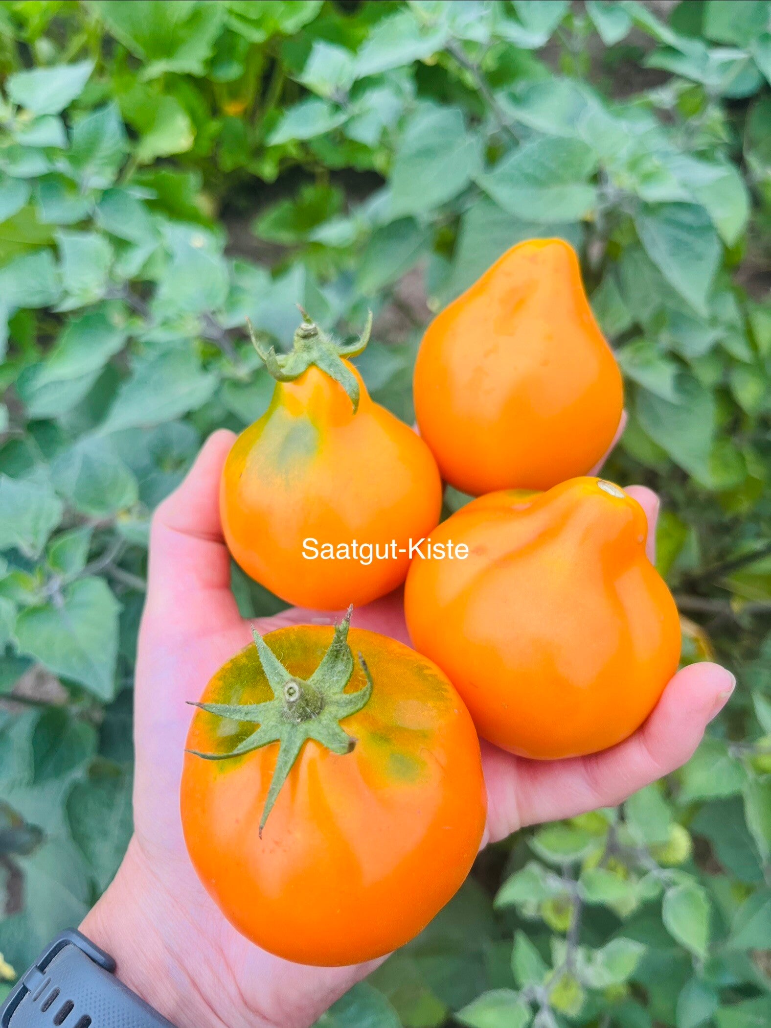 Tomate Aladdin`s Lampe