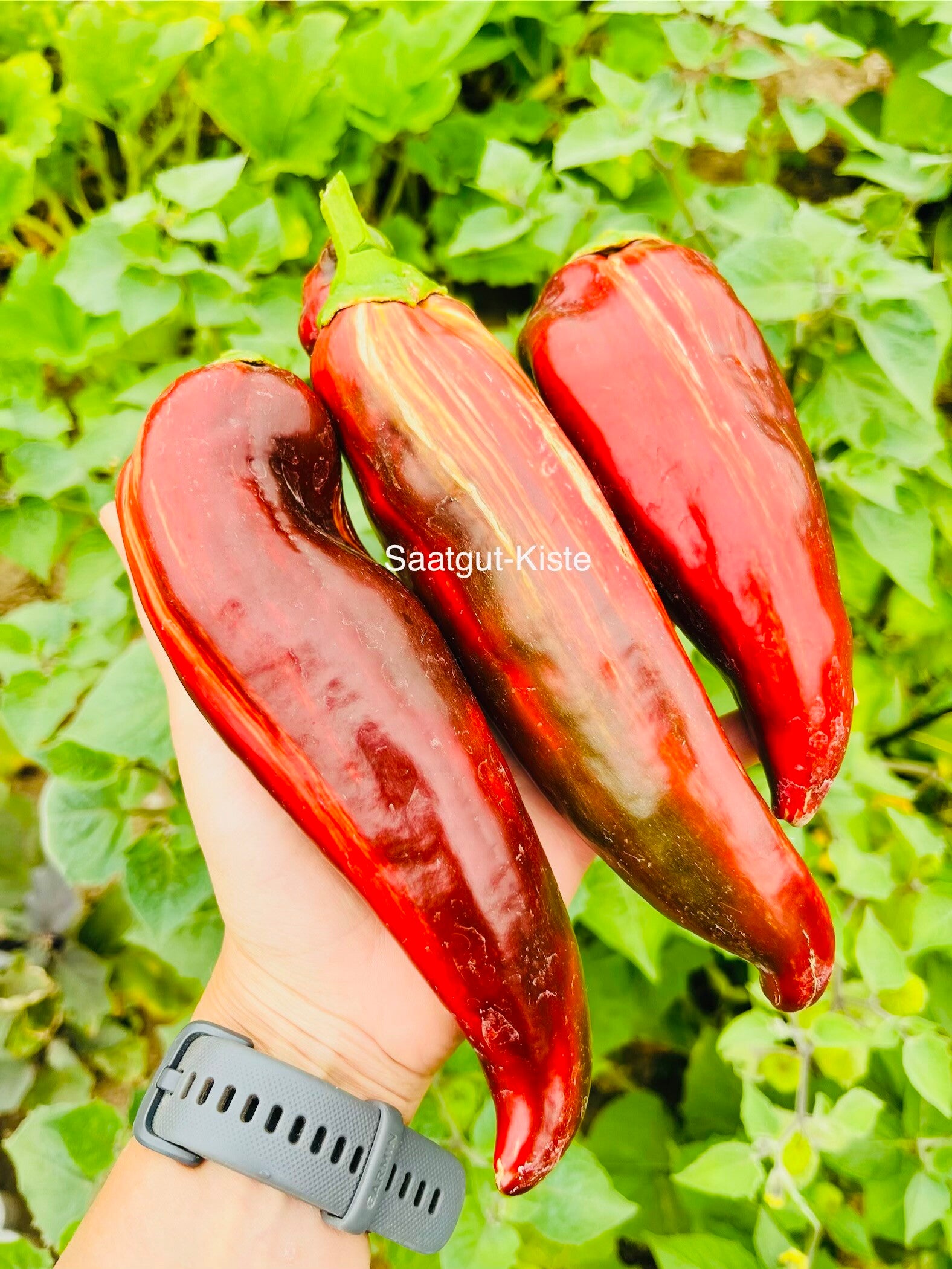 Paprika Bills Striped