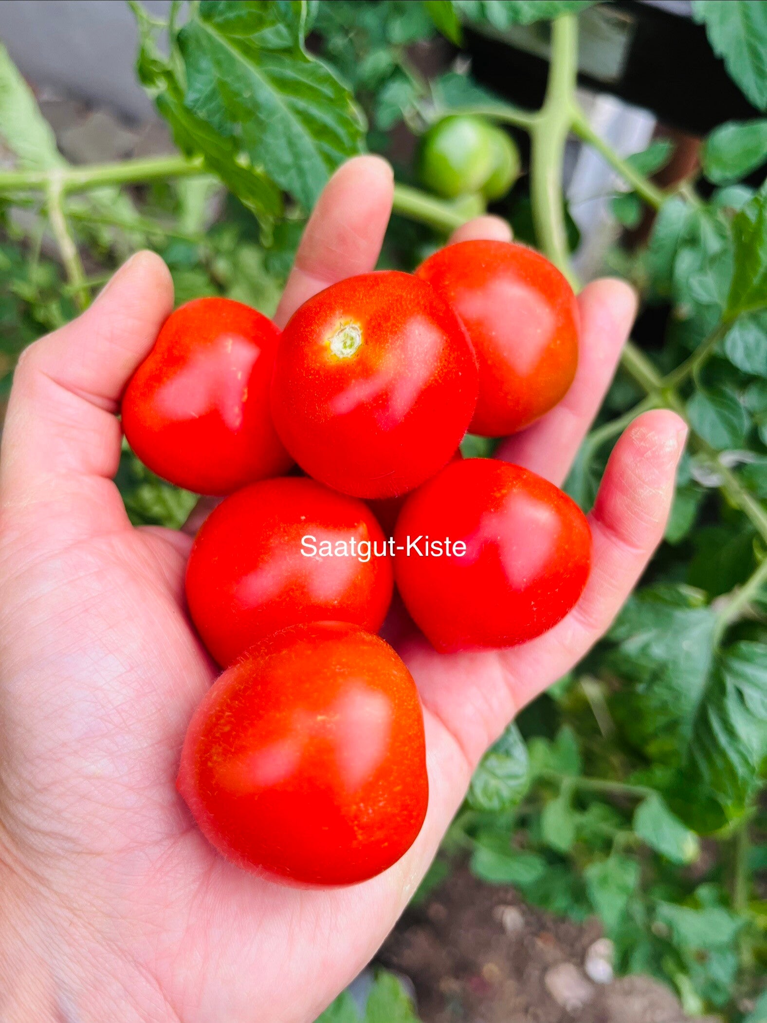 Tomate Ruthje