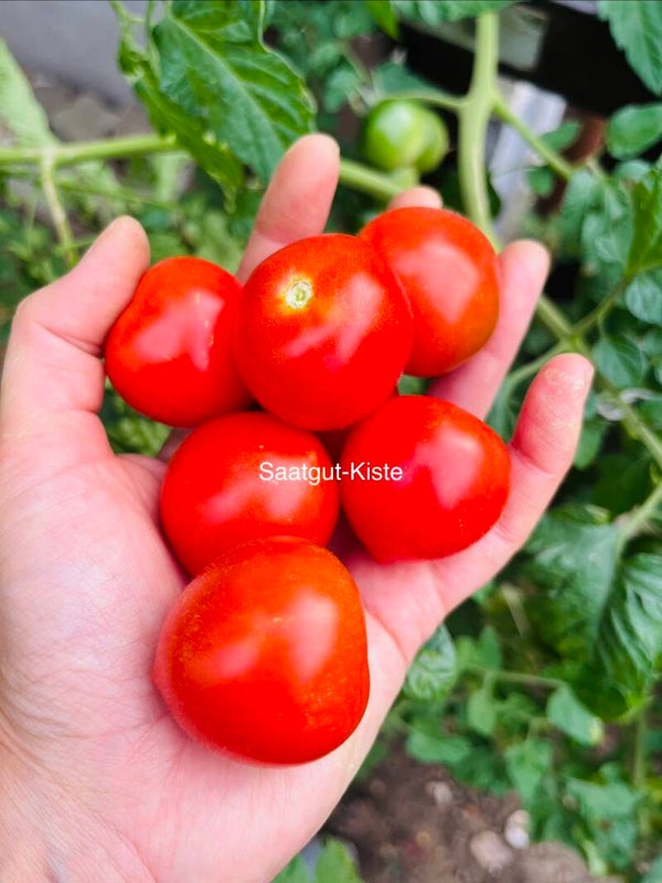 Tomate Ruthje