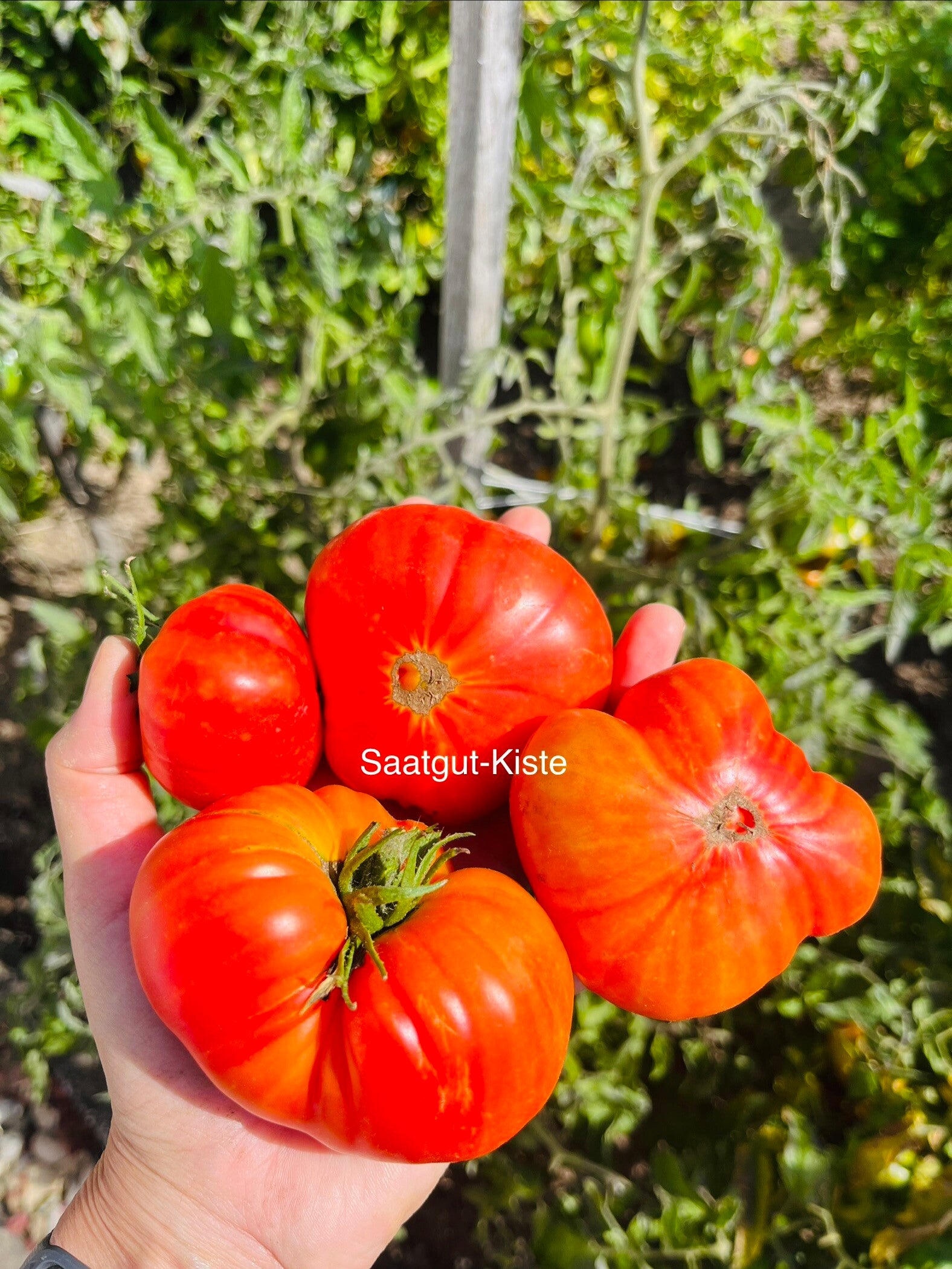 Tomate Tuxhorn`s Red and Yellow