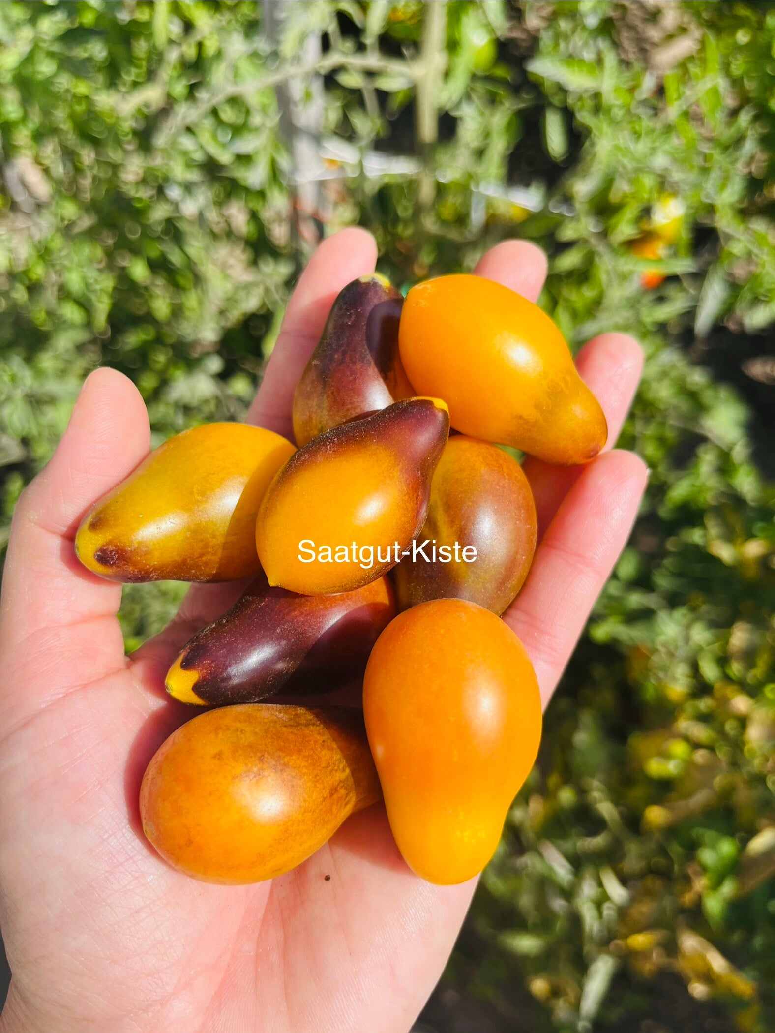 Tomate Indigo Kumquat