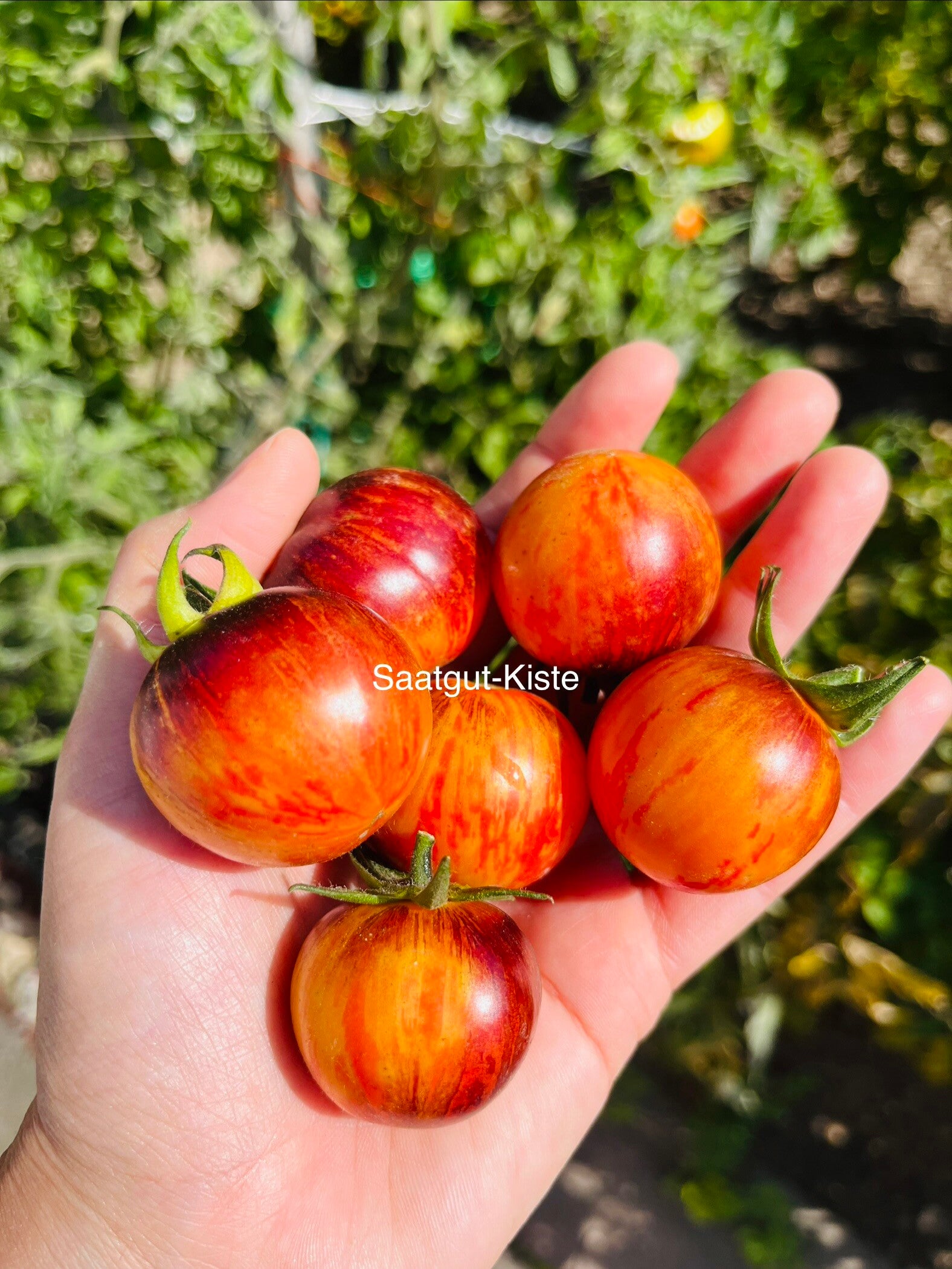 Tomate Cosmic Burst