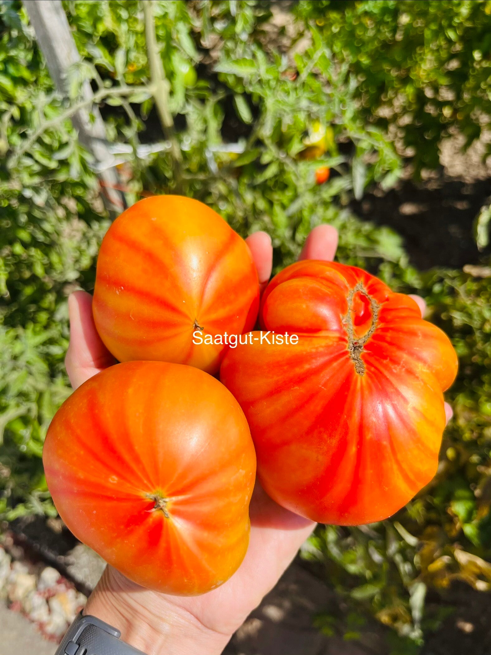 Tomate Märchenfrucht