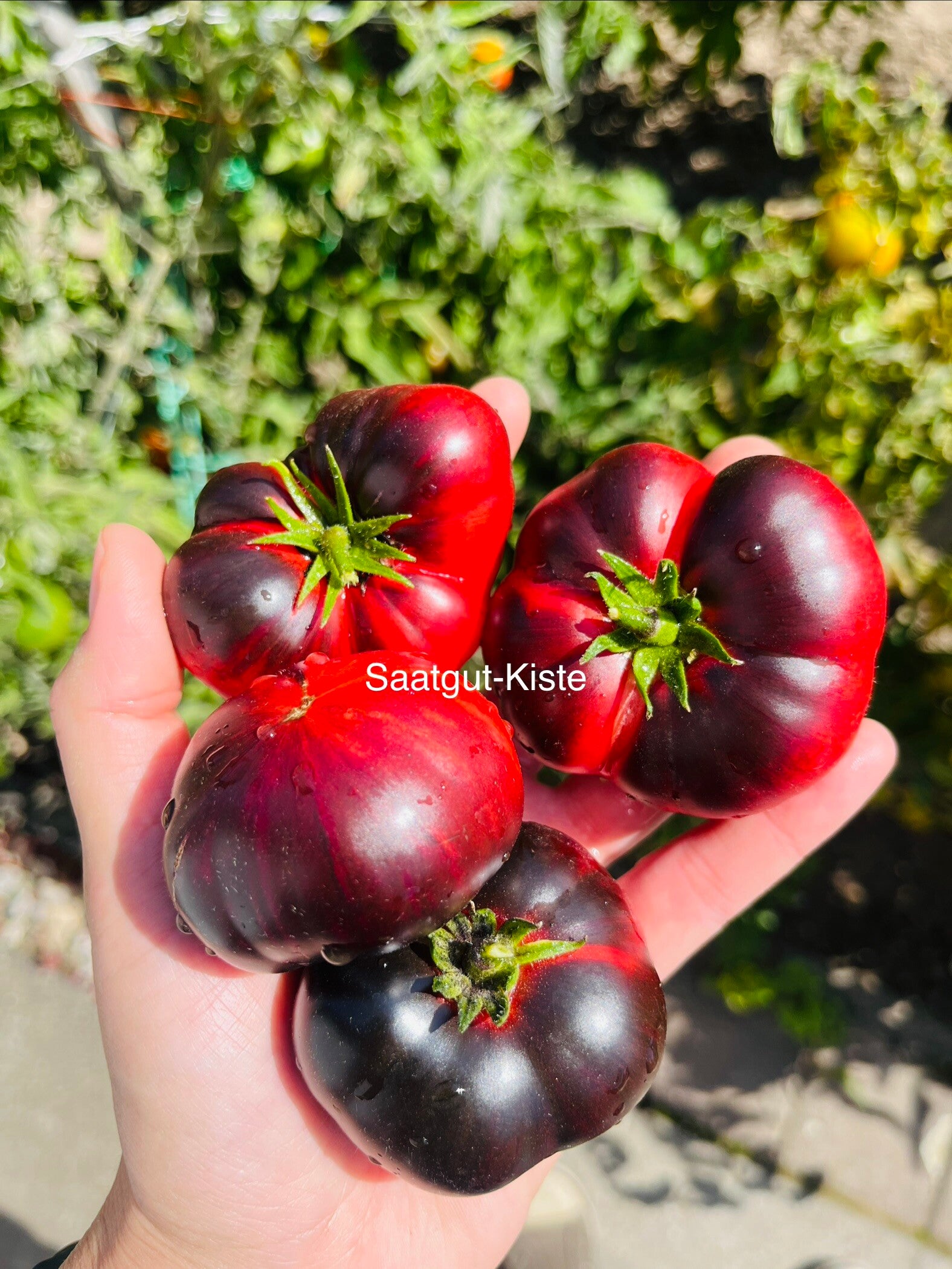 Tomate Dwarf Eye Candy