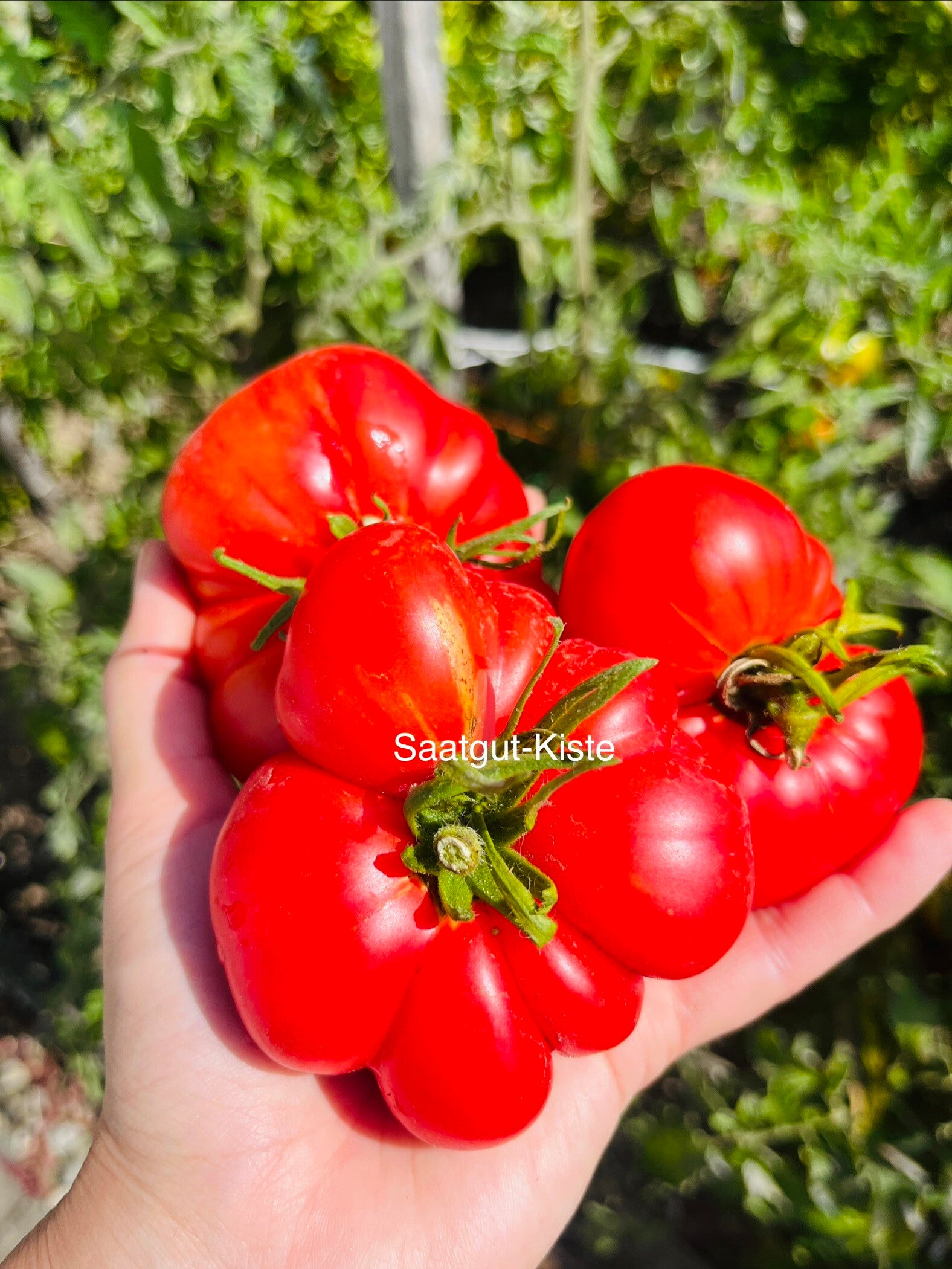 Tomate Armenian