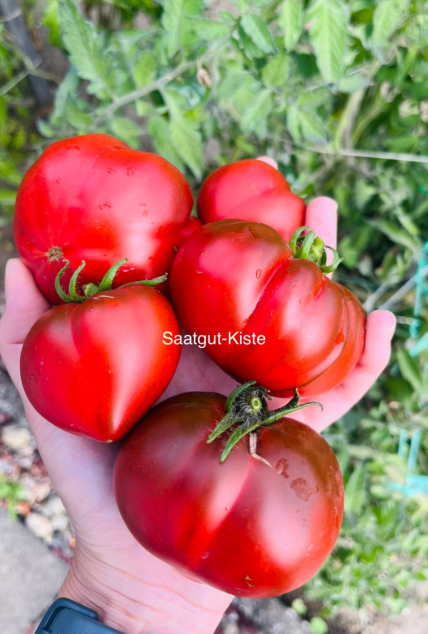 Tomate Nina`s Truffle Heart