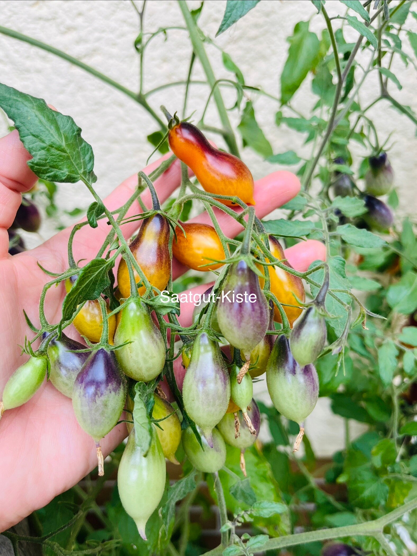 Tomate Perle d´ Ixoa