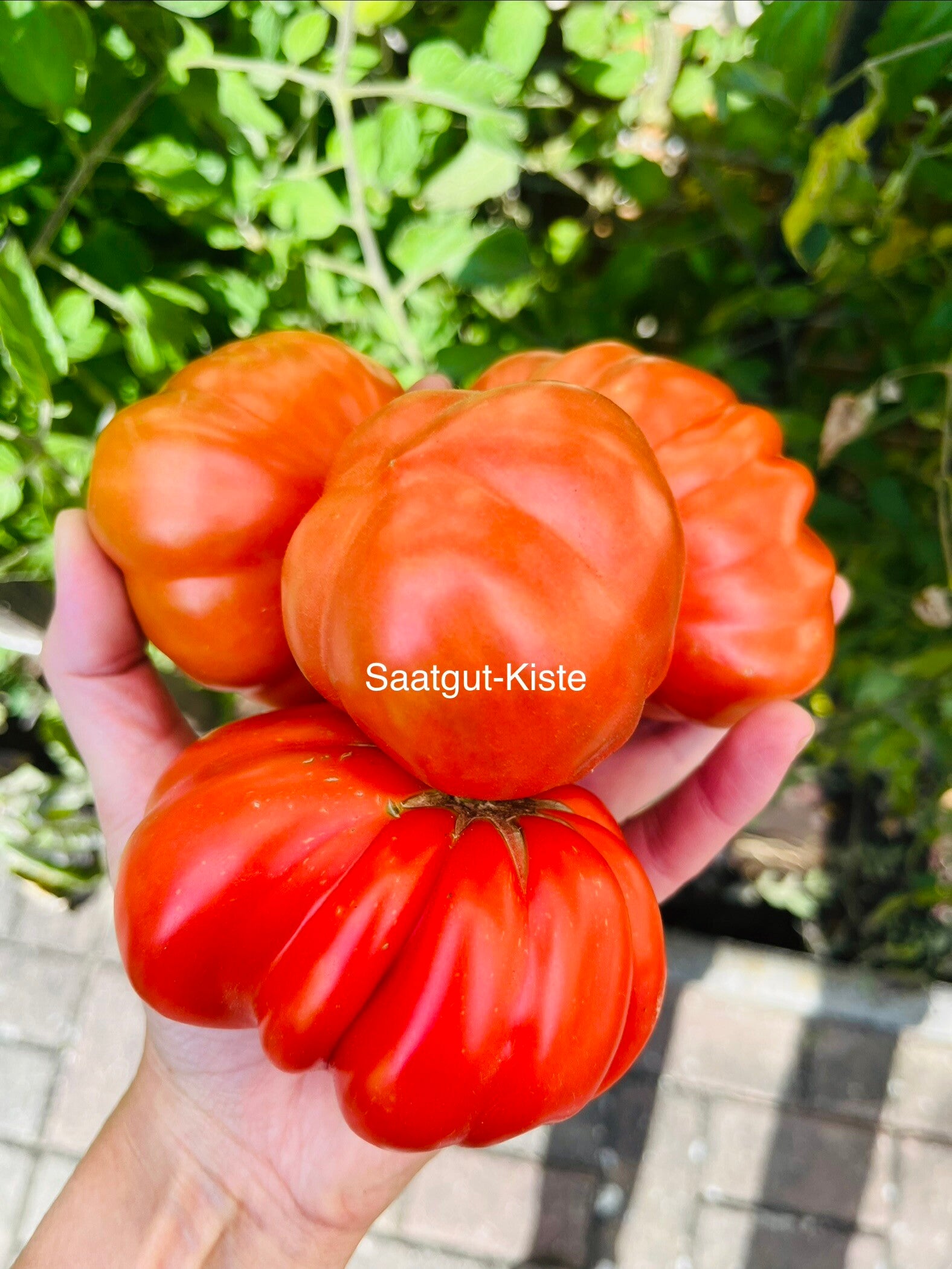 Tomate Canestrino di Lucca