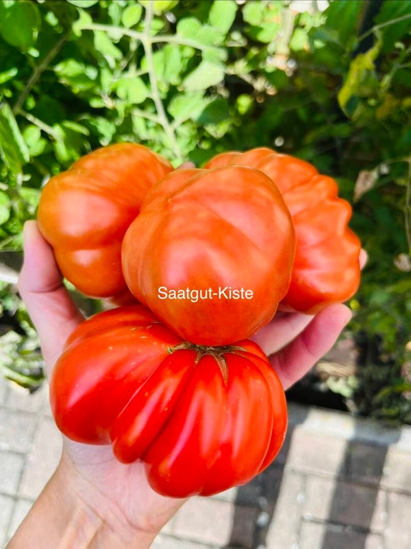 Tomate Canestrino di Lucca